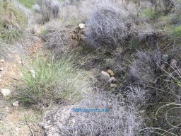 Yacimiento de la Almoloya 2007